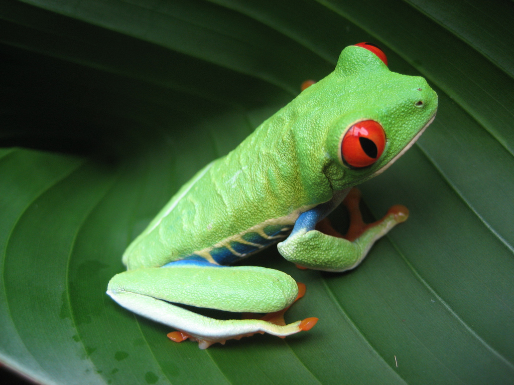 Carousel/Costa Rican Frog.jpg